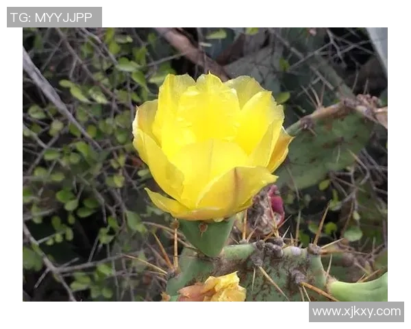 海南足球星崛起：年轻球员带领海南足球走向新辉煌的未来展望